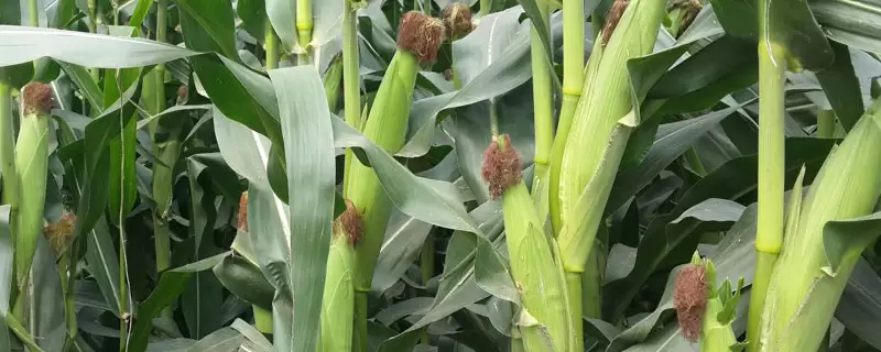 荃能88玉米种子特点，普通夏玉米品种特点剖析-会东网