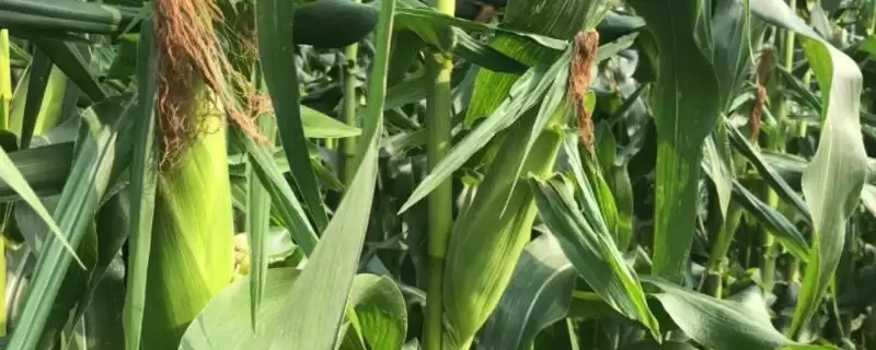 同玉5号玉米种子介绍，注意大斑病防治要点-会东网