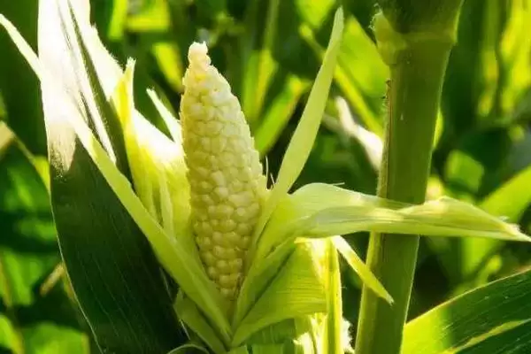 荣玉甜9号玉米种子介绍，中抗纹枯病能力体现插图3