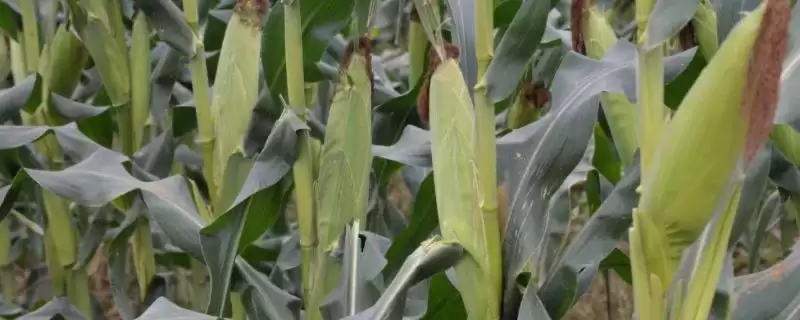 赛瑞德101玉米种子简介，4月下旬至5月上旬适宜播期的确定-会东网