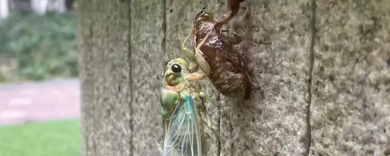 什么树上金蝉多,榆树、柳树、白蜡树等树木的栖息特性介绍-会东网