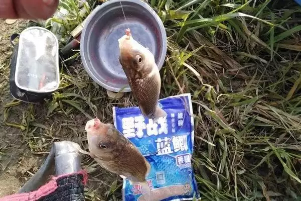 秋季钓大鲫鱼的饵料，自然或商品饵料选择要点插图4