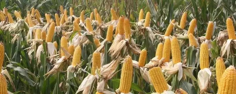 侬玉662玉米种子有啥特点？普通夏玉米品种-会东网
