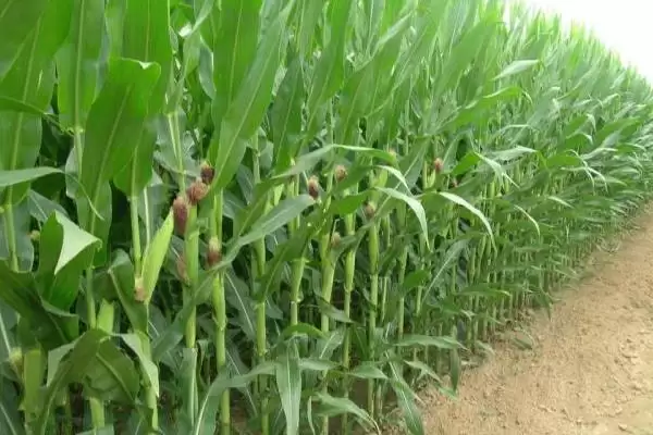 中科兴828玉米品种有啥特性(中科兴828玉米品种中抗茎腐病)?插图3 中科兴828玉米品种有啥特性(中科兴828玉米品种中抗茎腐病)?插图3