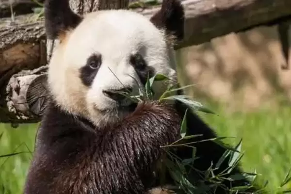 熊猫吃的竹子品种:刺竹等人工饲养常吃品种要点?插图2 熊猫吃的竹子品种:刺竹等人工饲养常吃品种要点?插图2