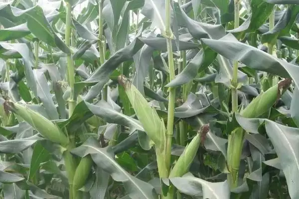 涛玉116玉米种子啥特性？平均生育期117天插图1