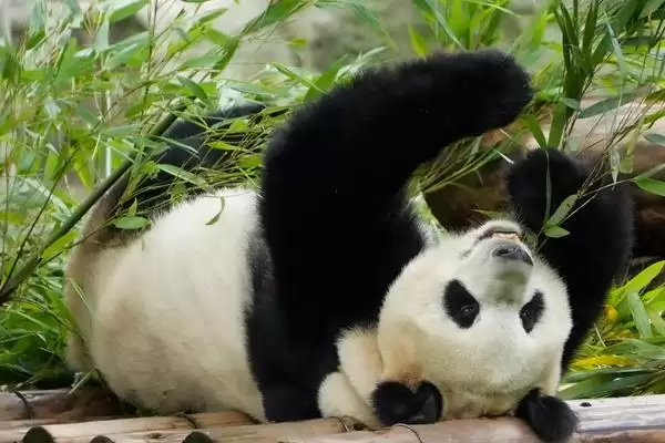熊猫吃的竹子品种:刺竹等人工饲养常吃品种要点?插图3 熊猫吃的竹子品种:刺竹等人工饲养常吃品种要点?插图3