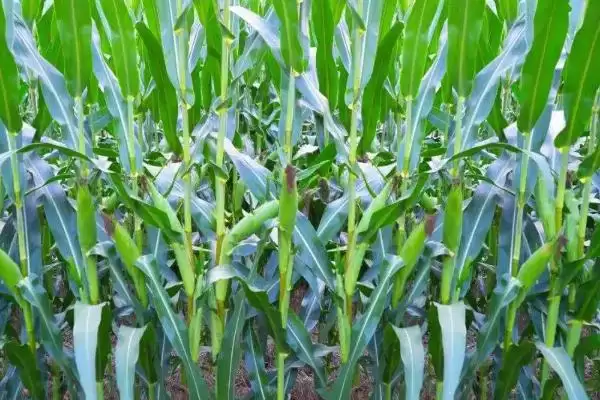 瑞禾早糯玉米种简介，每亩留大苗3300株左右密度选择插图1