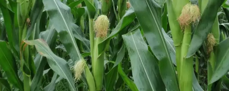 胜玉二号玉米种子介绍，中抗灰斑病的能力体现-会东网