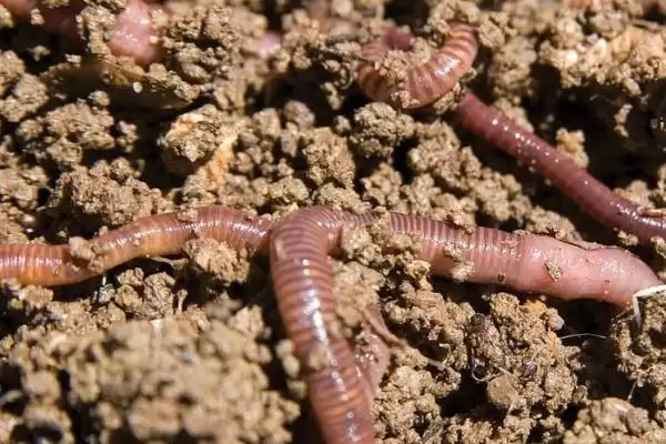 三月河里钓鱼技巧，钓鱼黄金时节的技巧分析插图5
