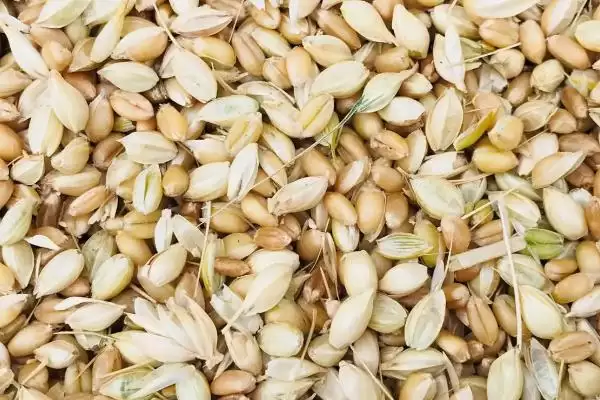 夏钓用蚯蚓还是红虫及二者使用要点？插图6