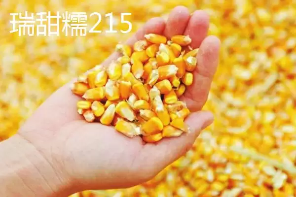 什么品种的甜糯玉米种子好,因地制宜选择的要点分析插图4 什么品种的甜糯玉米种子好,因地制宜选择的要点分析插图4