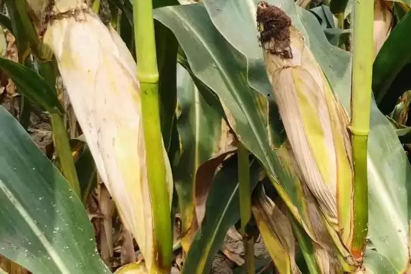 三北218玉米种子特点，生育期97天的生长周期插图2