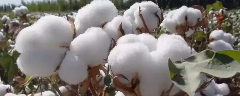 苏彩杂1号棉花种子介绍，肥力差田块施粒肥的要点-会东网