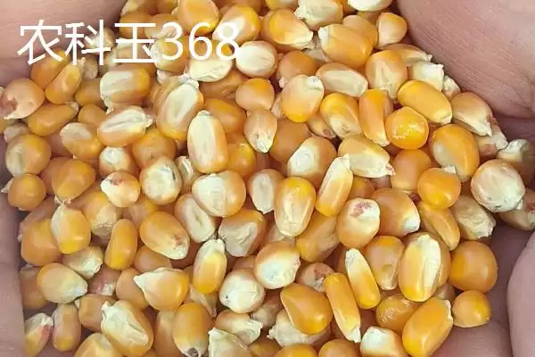 什么品种的甜糯玉米种子好,因地制宜选择的要点分析插图3 什么品种的甜糯玉米种子好,因地制宜选择的要点分析插图3