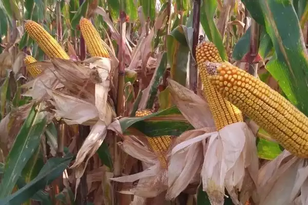 曲辰九号（试验名称：曲辰九号）玉米种子简介，肥力充足易获高产要点插图3
