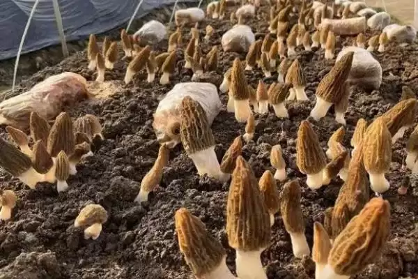 室内脱袋种植羊肚菌的方法，排列菌棒后喷水覆叶的要点插图3