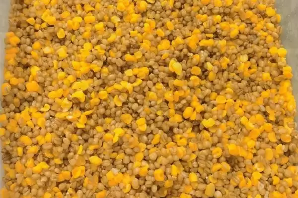 三月河里钓鱼技巧，钓鱼黄金时节的技巧分析插图4