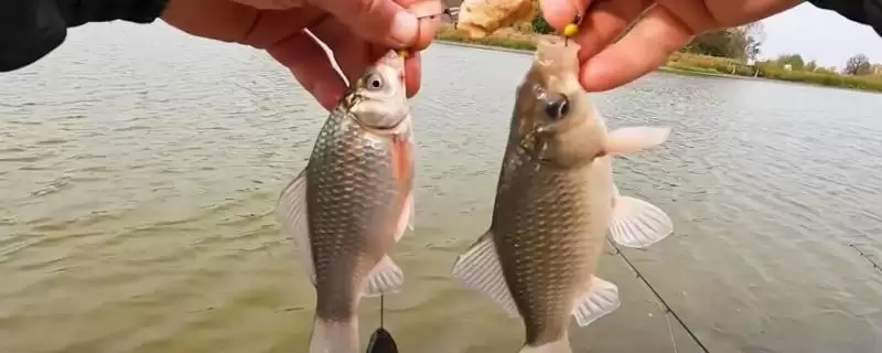 秋季钓大鲫鱼的饵料，自然或商品饵料选择要点-会东网