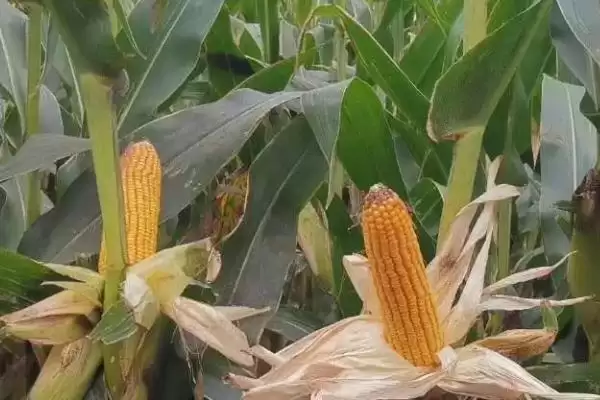 四季AK570玉米种子简介，肥力中上等地块种植的适宜性插图1