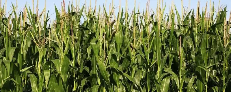 益农6号玉米品种简介(益农6号玉米品种情况如何)？-会东网