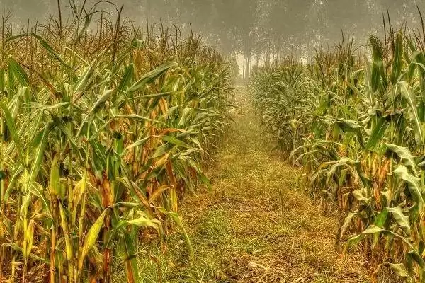 铁研53玉米种子有啥特点？适宜密度为3500株／亩插图2