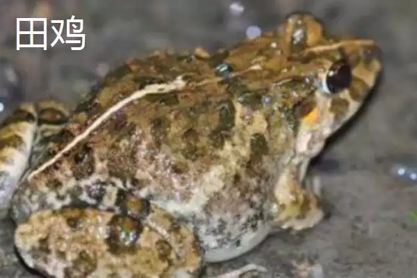青蛙和田鸡的区别，二者均可养殖的特点介绍插图2