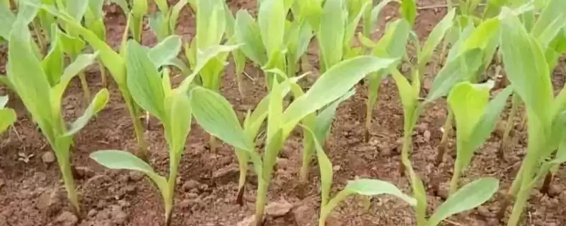 如何判断农作物缺肥，根据表现症状分析缺肥要点-会东网