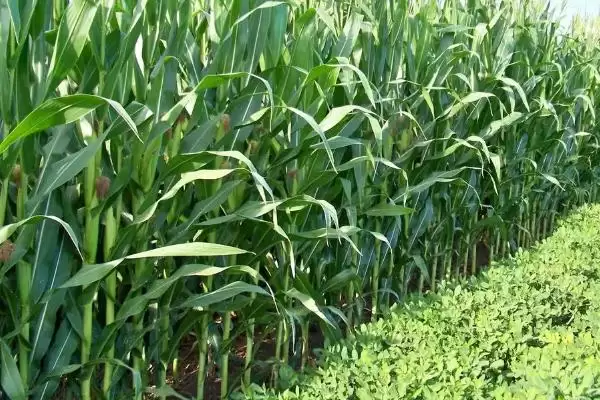 瑞糯6号玉米种子简介,品质总评分86.6分优势分析插图1 瑞糯6号玉米种子简介,品质总评分86.6分优势分析插图1