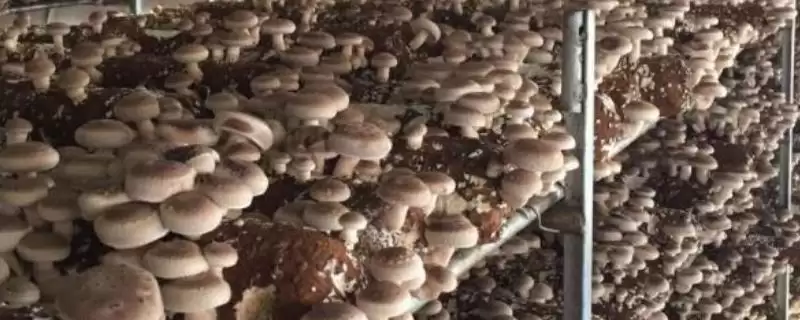 食用菌褐斑病的防治方法，喷施有效氯降低发病率的要点-会东网