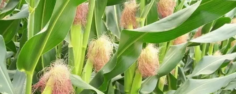 陕单8807玉米种简介，6月上旬～6月中旬适宜播种期的确定-会东网