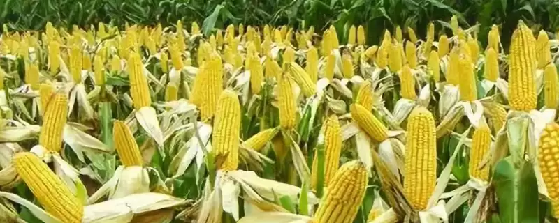 天利禾889玉米品种有啥特性？种植密度不宜过大-会东网