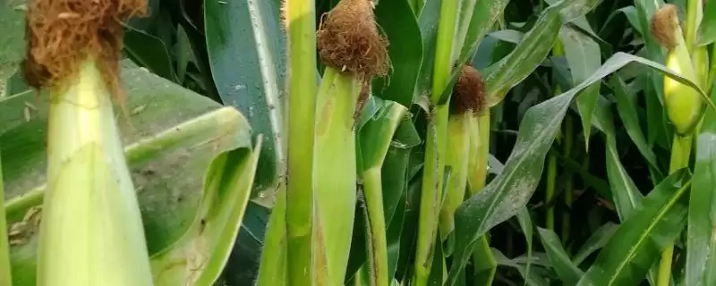 尚单365（试验名称：尚单365）玉米种子介绍，3800-4200株种植密度的确定依据-会东网