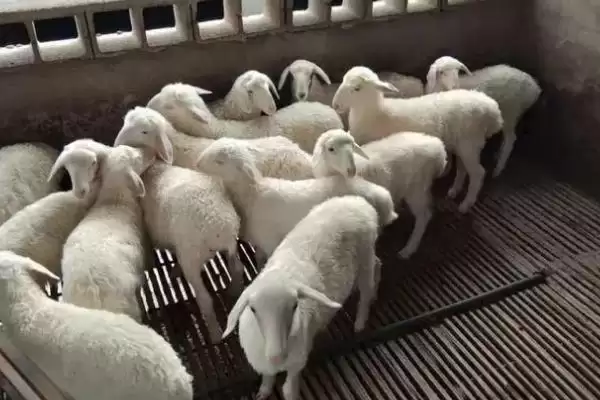 让羔羊安全越冬的方法,羊舍铺盖草帘等要点插图1 让羔羊安全越冬的方法,羊舍铺盖草帘等要点插图1