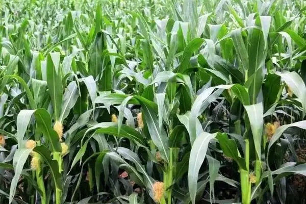 三北218玉米种子特点，生育期97天的生长周期插图1