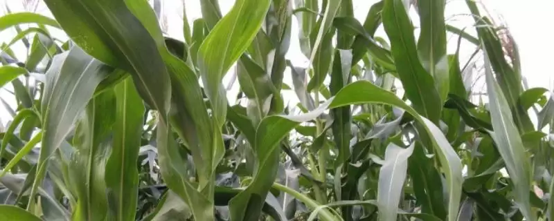 松玉309玉米品种简介，中早熟品种的独特之处-会东网