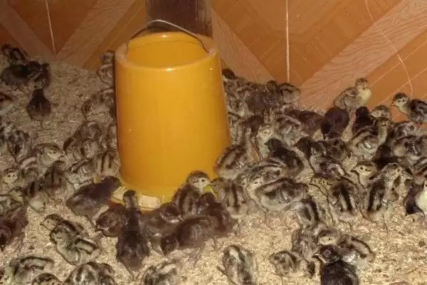 山鸡幼崽养殖方法，控制好饲养密度的要点插图2