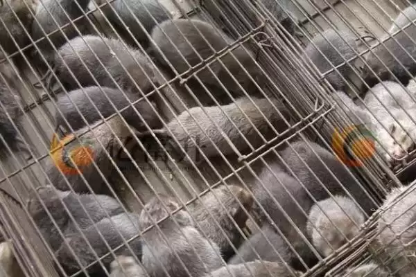 竹鼠怎么养殖(竹鼠养殖每天要按时投喂容易消化的饲料)？插图3