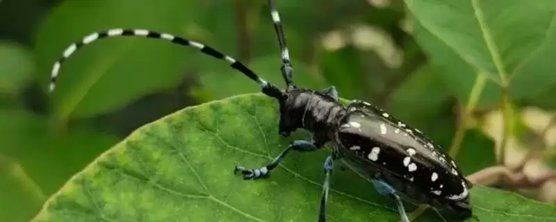 天牛的外形有啥特点？呈长圆筒形且触角非常长-会东网