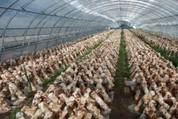 食用菌褐斑病的防治方法，喷施有效氯降低发病率的要点插图2