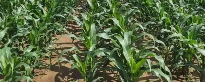万和6号玉米品种有啥特性？区试平均生育期127天-会东网