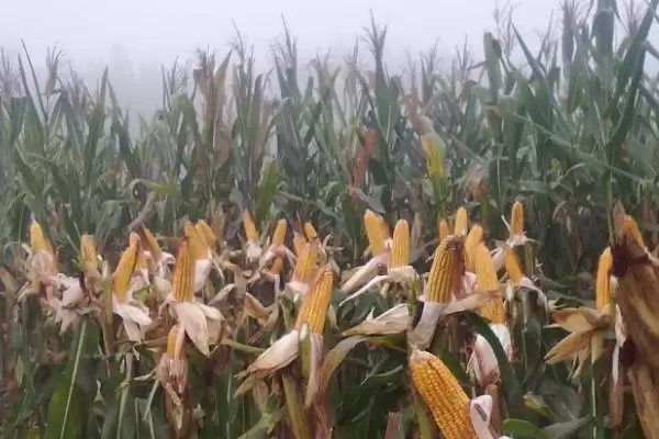 鹏玉2号玉米种子介绍，普通玉米品种的特征插图1