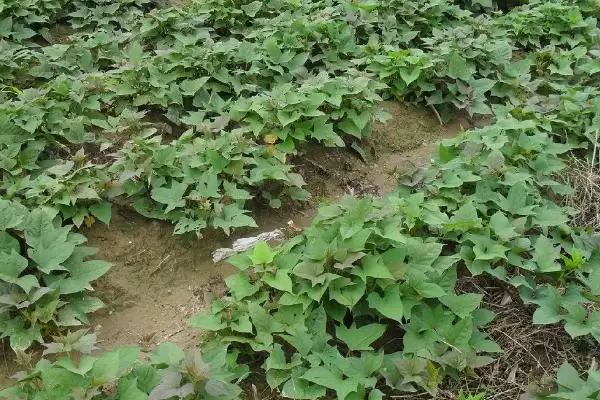 十月份成熟的农作物，硕果累累季节的农作物介绍插图3