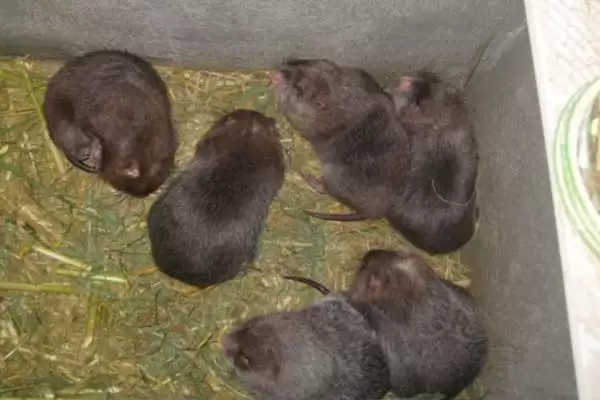 竹鼠怎么养殖(竹鼠养殖每天要按时投喂容易消化的饲料)？插图5