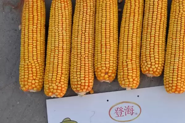 排名前十名的玉米品牌有哪些？它们各具啥特色插图6
