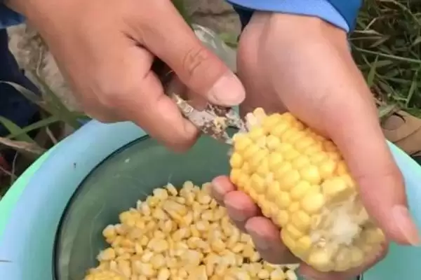 秋季钓大鲫鱼的饵料，自然或商品饵料选择要点插图7