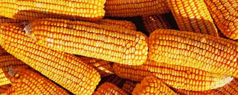 万瑞1号(5002)玉米种子有啥特点？属中晚熟品种-会东网