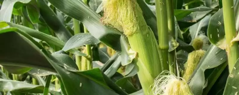 天和2号玉米种子啥特性？与对照品种德美亚3熟期相同-会东网