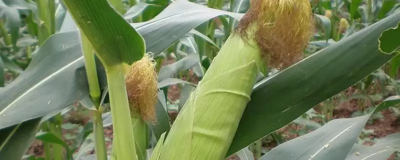 伟玉207玉米品种介绍，5-6月中旬播种要点-会东网