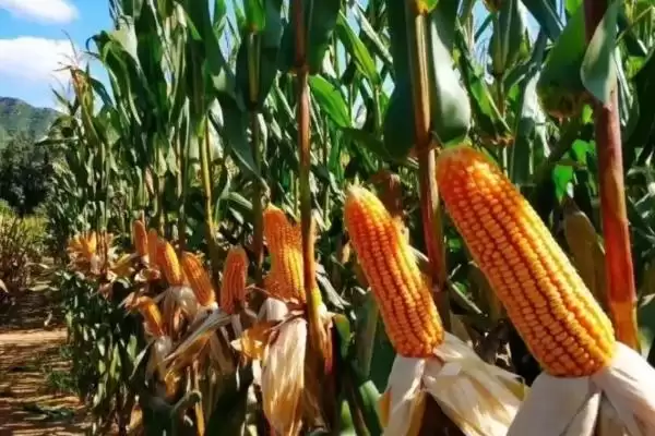 万玉168玉米种子介绍,中抗弯孢菌叶斑病等插图3 万玉168玉米种子介绍,中抗弯孢菌叶斑病等插图3